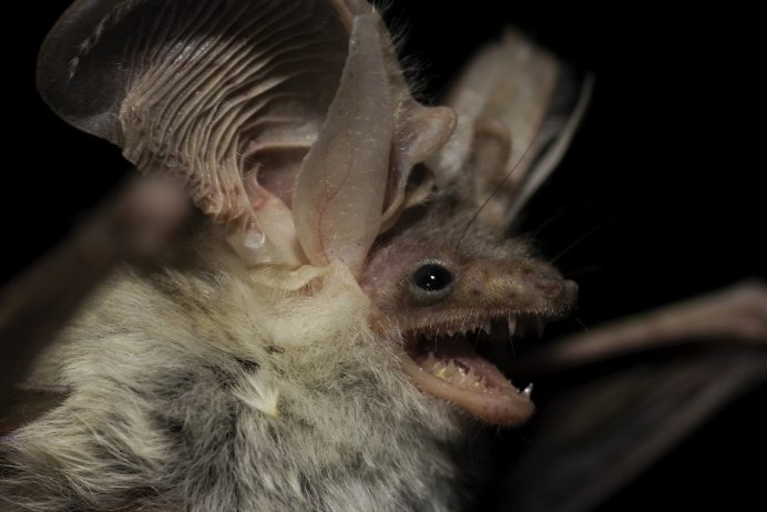 Бледный гладконос