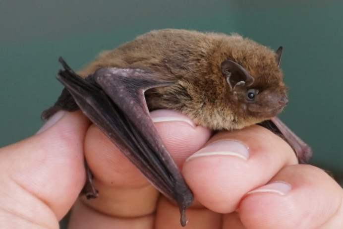 Ушан бурый – Plecotus auritus