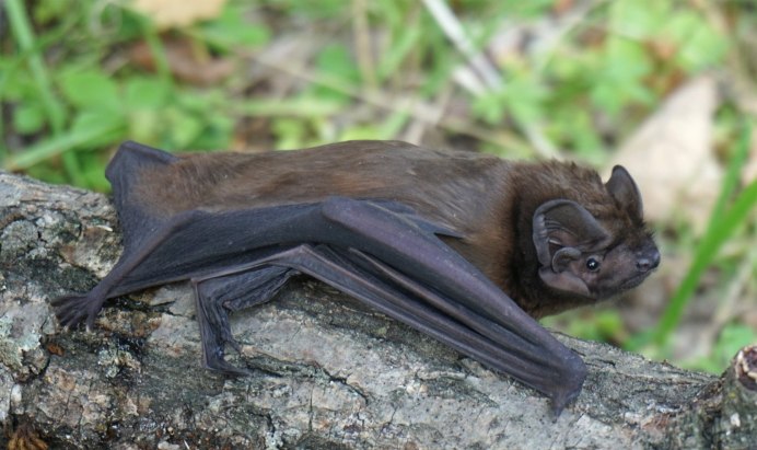 Myotis emarginatus