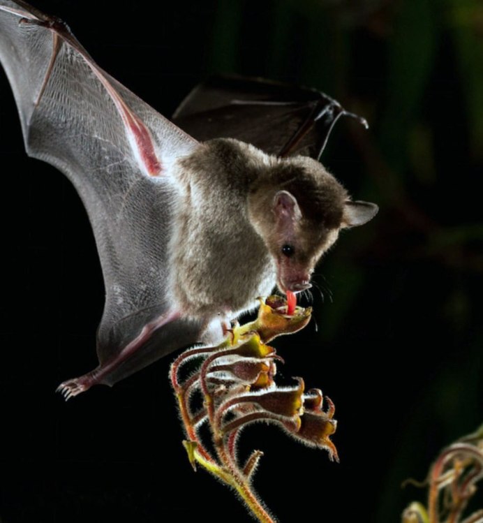 Остроухая ночница