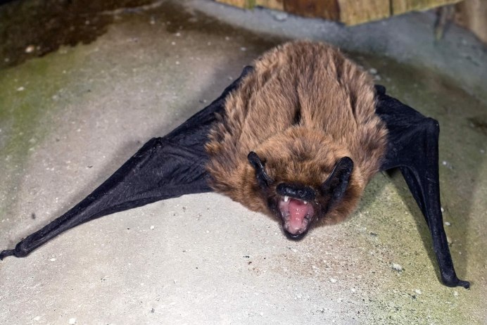 Летучая мышь гигантская вечерница