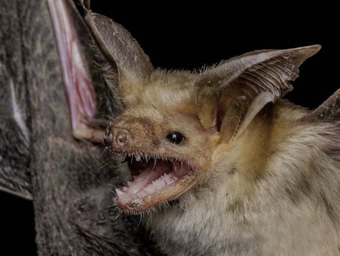 Гладконосые рукокрылые