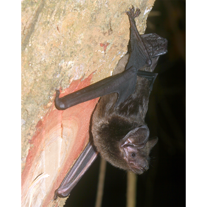 Зеркальная симметрия у животных