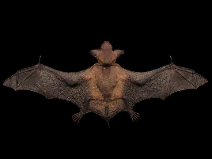 Белобрюхий стрелоух