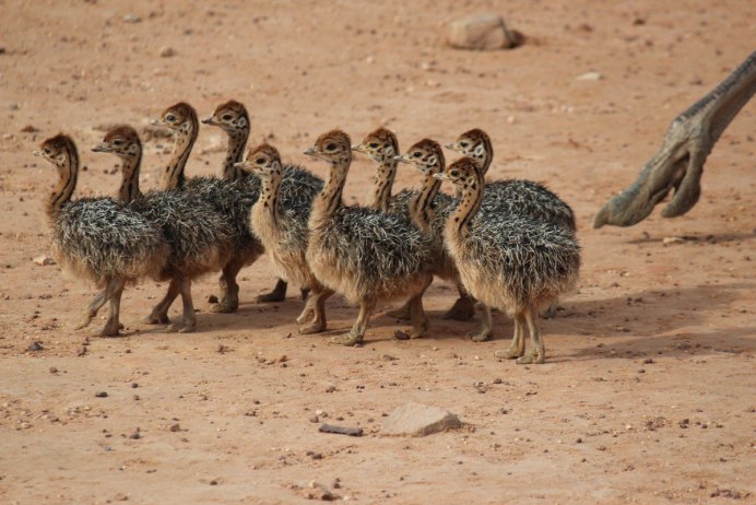 Baby Ostrich