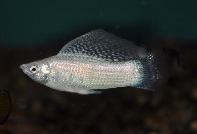 Poecilia latipinna