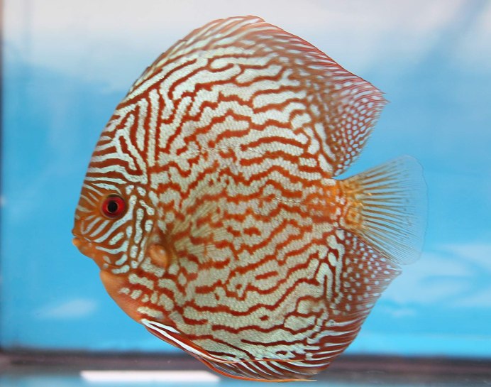 Дискус кобальт (Symphysodon aequifasciatus) XL