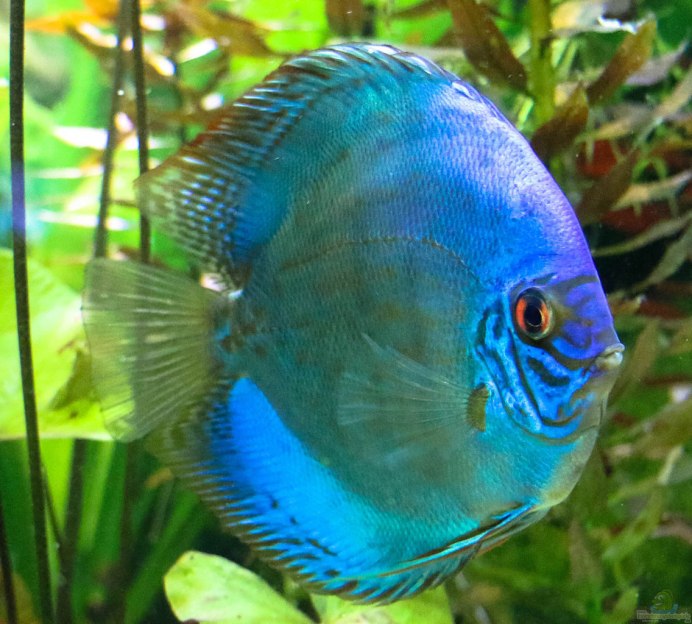 Дискус кобальт (Symphysodon aequifasciatus) XL