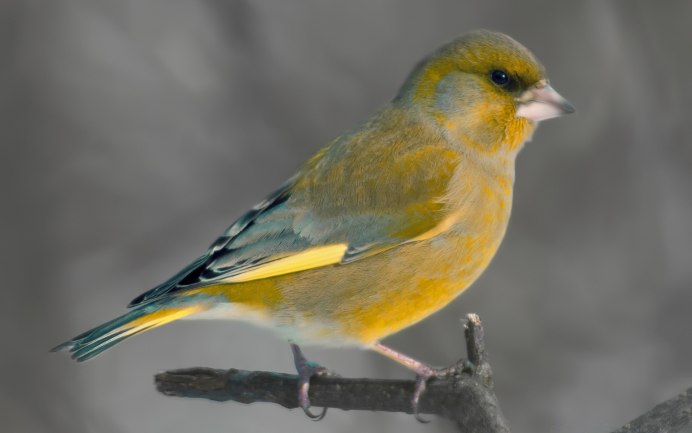 Зеленушка (Chloris Chloris)