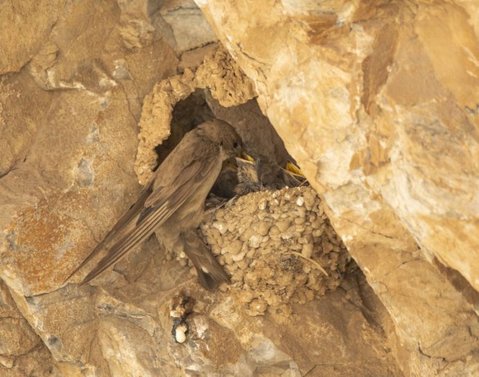 Petrochelidon pyrrhonota