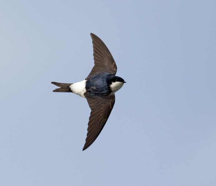 Petrochelidon pyrrhonota