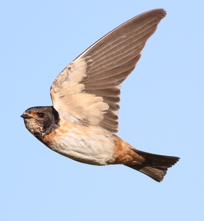 Petrochelidon pyrrhonota