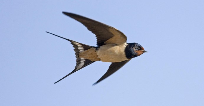 Petrochelidon pyrrhonota