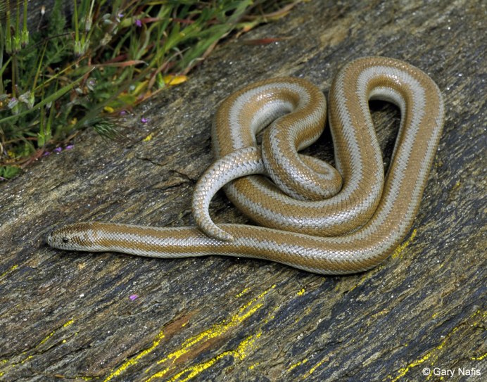 Гигантская Анаконда (eunectes murinus)