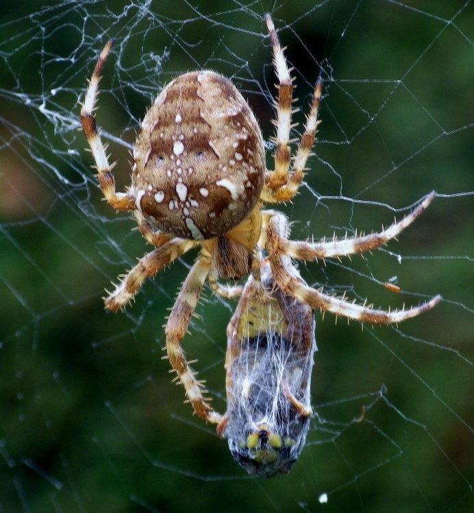 Обзор самых ядовитых пауков России и мира – топ 10 самых опасных особей