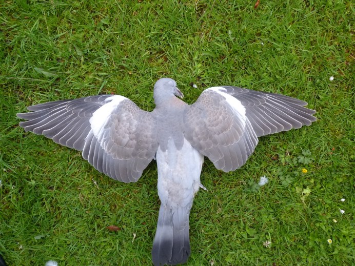 Wood Pigeons Fly