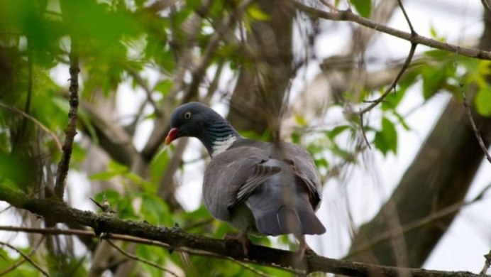 Вяхирь – Columba palumbus l