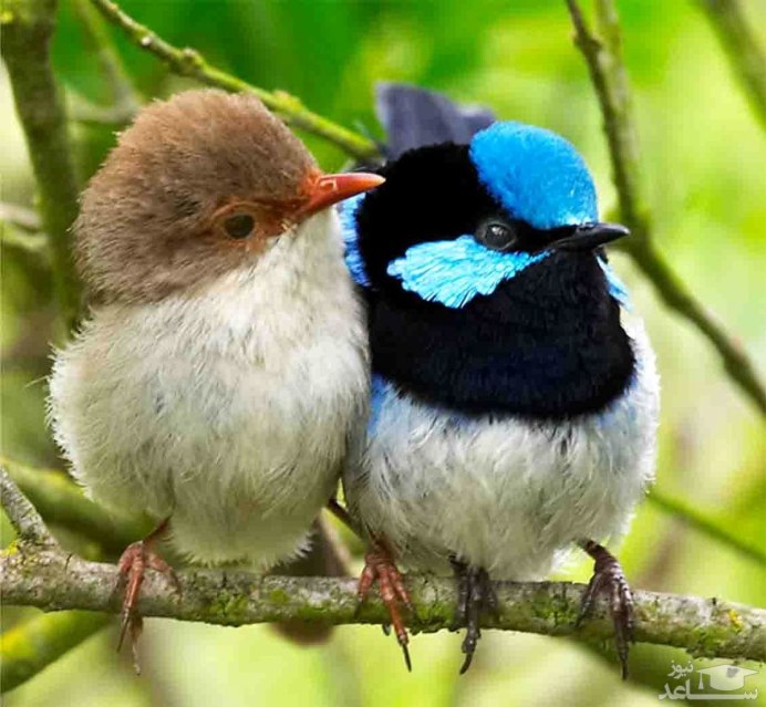 Дикий голубь Горлица