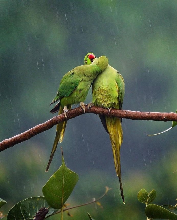 Красивые птицы