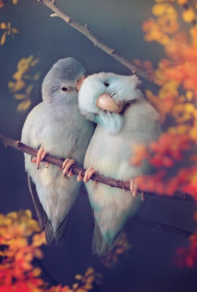 Дикие голуби Горлинка