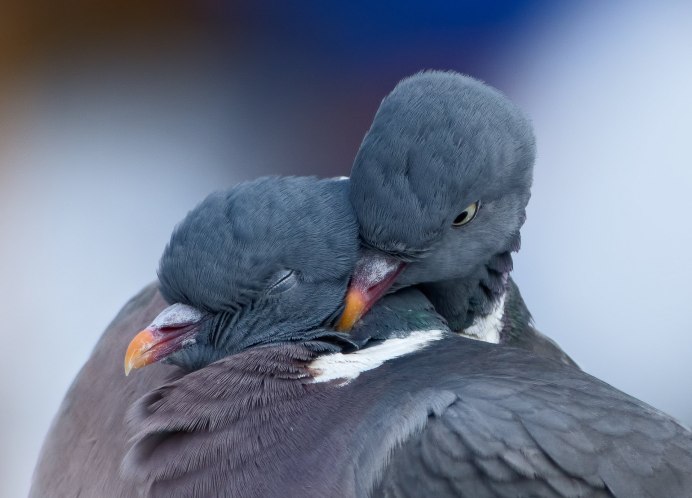Семейка птичек