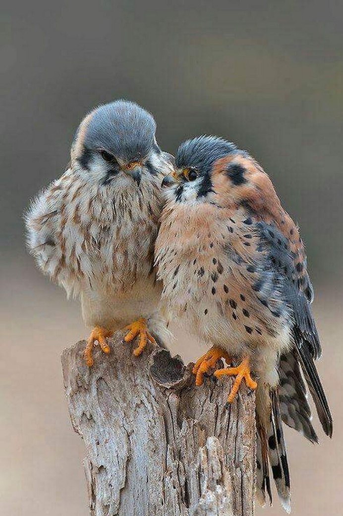 Влюбленные птицы