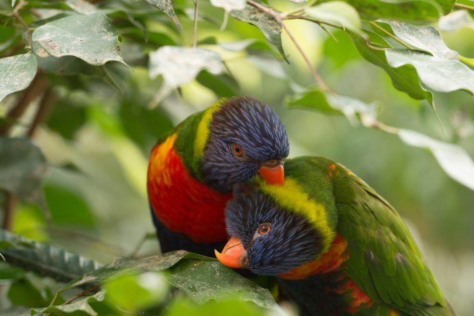 Попугай жако