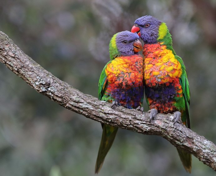 Милые и красивые птички