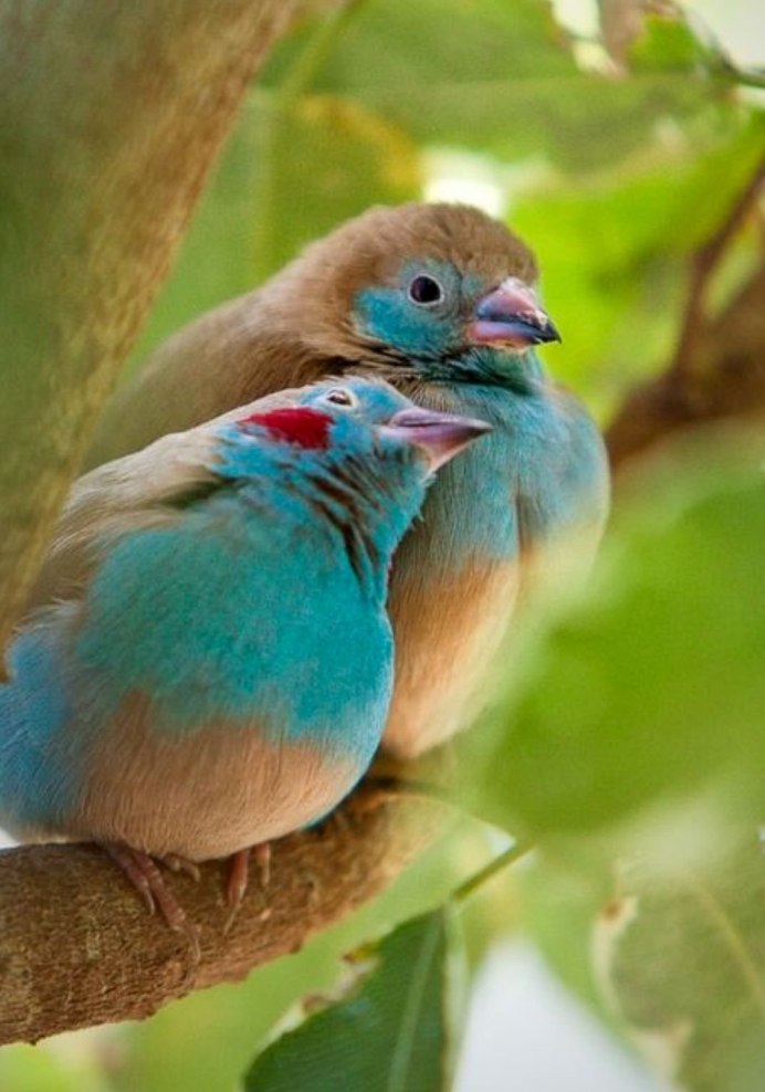 Попугай Какаду голубой