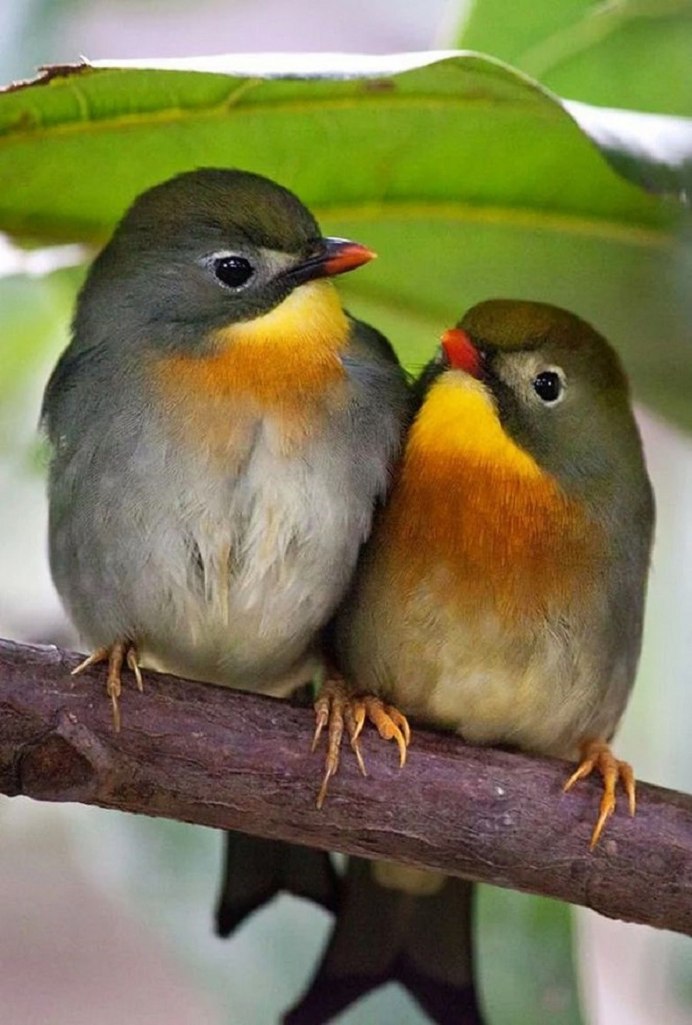 Фото красивых птиц втроём