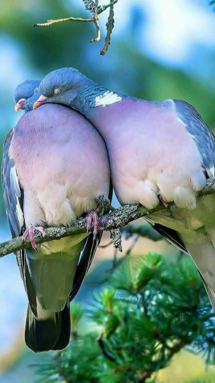 Красивые пары птиц