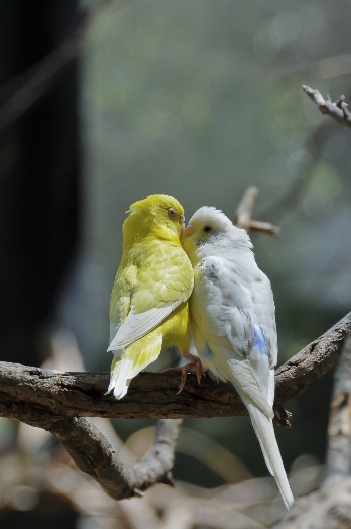 Попугай многоцветный лорикет