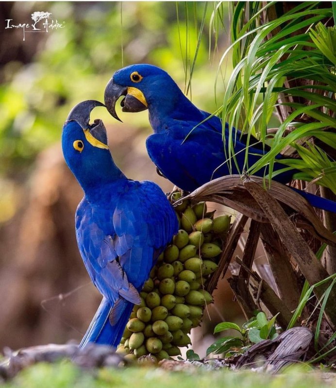 Розовый попугай маленький