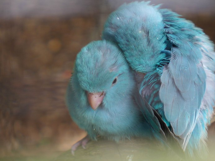 Волнистый попугайчик птицы