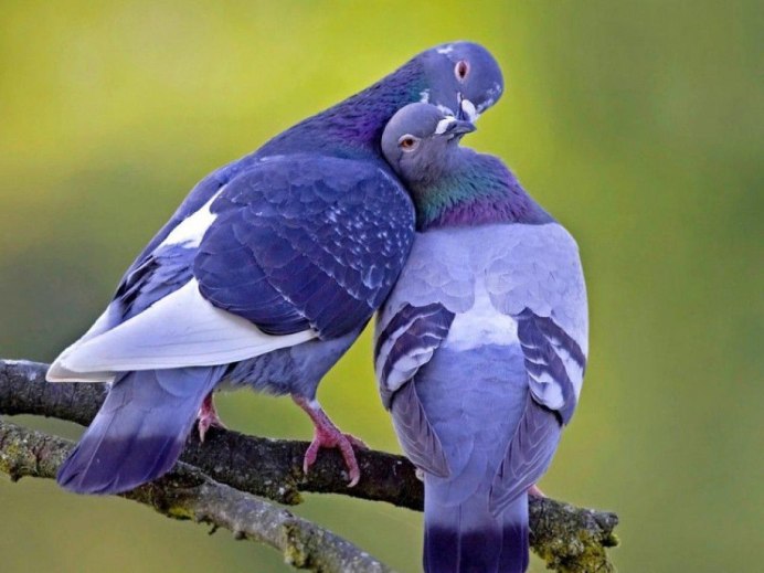 Попугай фото