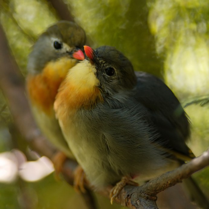 Влюбленные птички