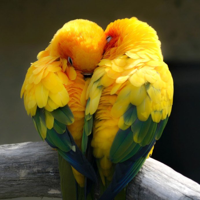 Попугаи неразлучники Эстетика