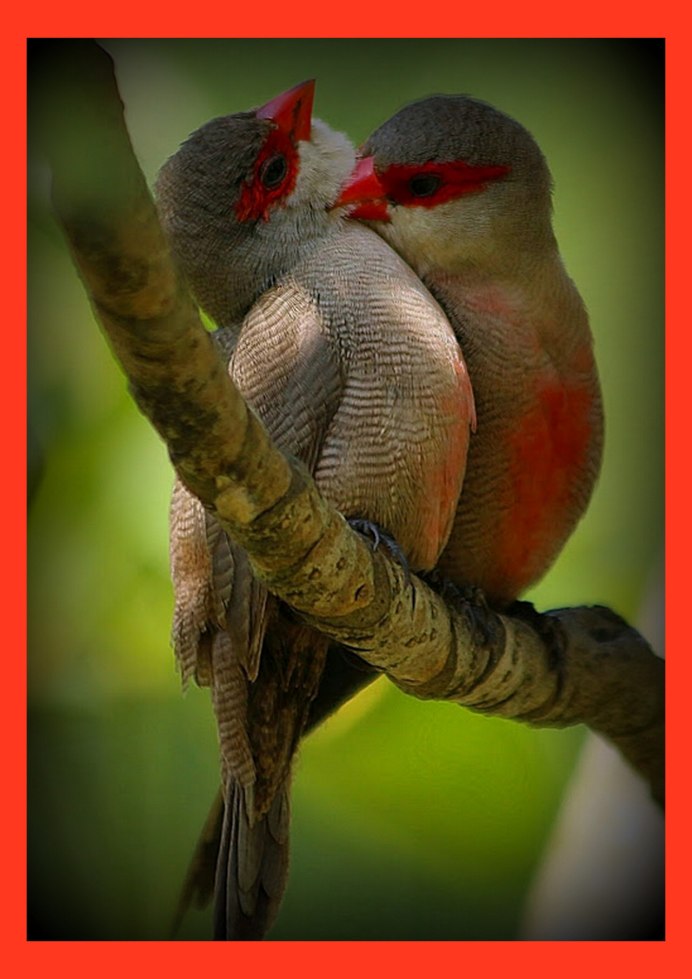 Чернощёкий неразлучник