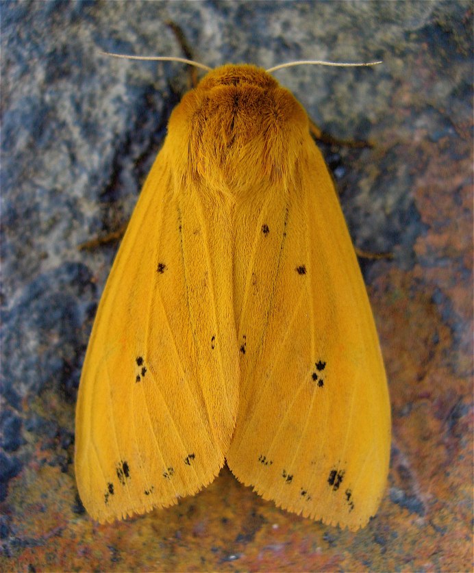 Pyrrharctia Isabella бабочка