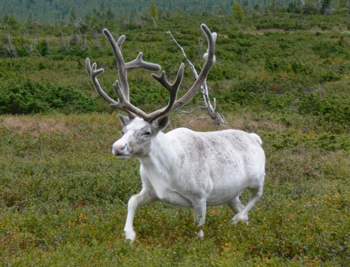Северный олень Норвегия