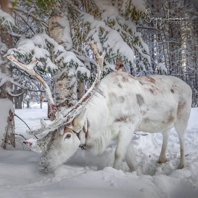 Северный олень Лапландия