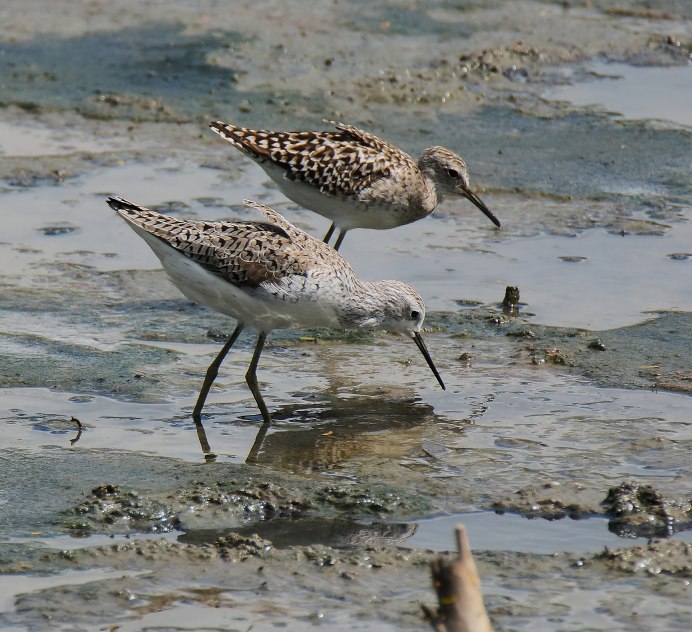 Кулик-Воробей - Calidris minuta