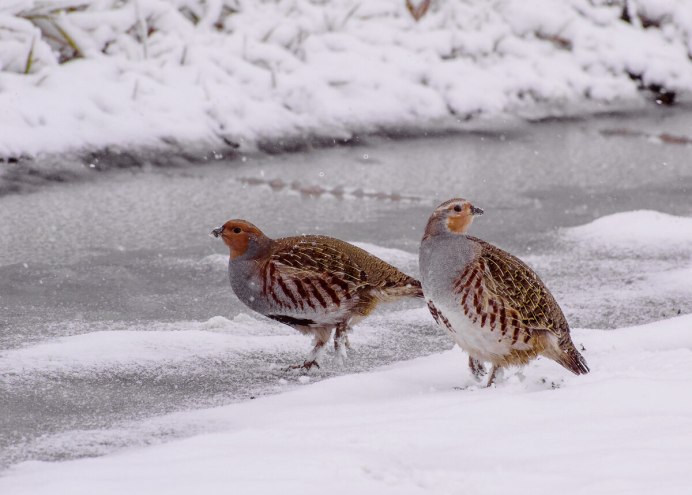 Серая куропатка (Perdix Perdix)