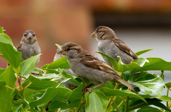 Полевой Воробей passer montanus (l.)