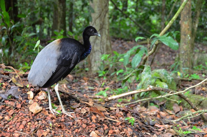 Psophia crepitans