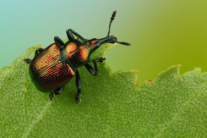 Улиткоед Жук