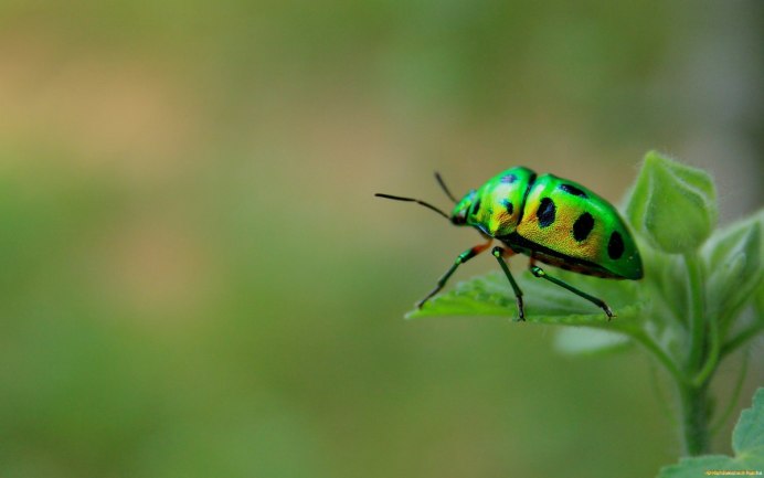 Клоп Арлекин