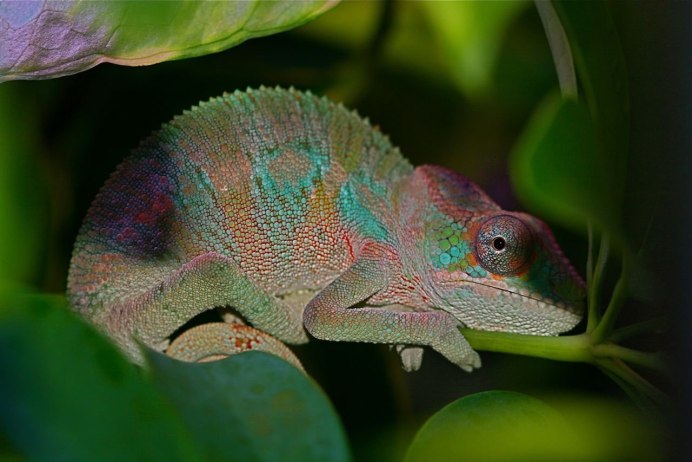 Жук Пальметто