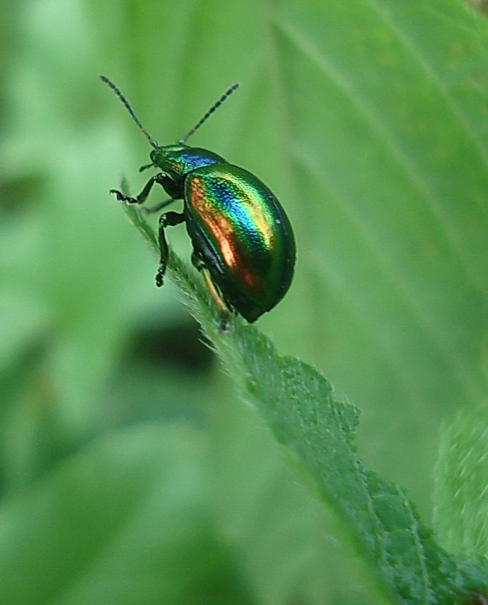 Большой Жук с крыльями металлического цвета