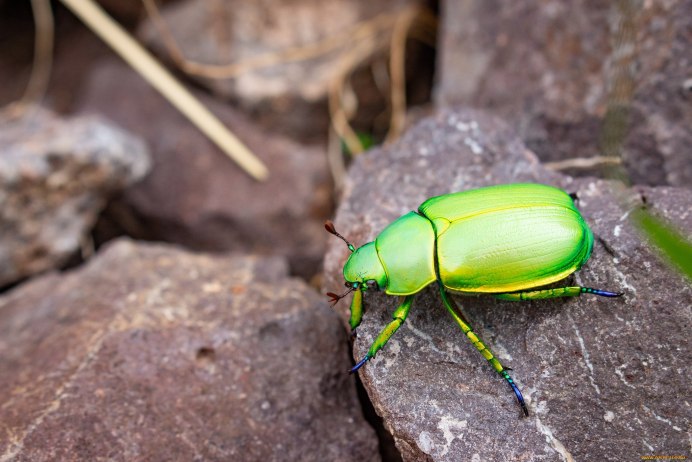 Бронзовка голубая